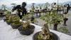 Pameran Bonsai Skala Nasional di Sumsel, Target 600 Peserta