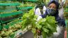 Kelompok Wanita Tani KBA Karina bersama Karyawan Asuransi Astra Membuat Urban Farming - Bagian 5