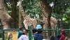 Libur Natal, Pengunjung Taman Margasatwa Ragunan Dibatasi 30.000 Orang - Bagian 2