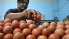 Harga Telur Ayam di Kulonprogo Tembus Rp30.000 per Kilogram, Stok Diborong untuk PKH  