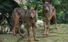 Anjing Hutan Ajag Teror Warga Gununghalu dan Rongga KBB