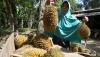 Hutan Ini Terkenal Daerah Penanaman Ganja, Kini Subur hingga Panen Durian - Bagian 2