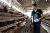 Harga Telur Meroket Peternak Ayam di Kulonprogo Raup Keuntungan Puluhan Juta