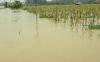 Ratusan Hektare Sawah di OKU Timur Diterjang Banjir, Petani Terancam Rugi Besar