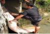 Geger! Warga Lhokseumawe Tangkap Ikan Raksasa di Selokan, Ini Penampakannya