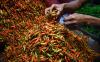 Harga Berbagai Jenis Cabai Turun Hari Ini