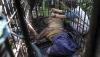 Penampakan Harimau Sumatera Masuk Permukiman, Mangsa 2 Sapi Milik Warga  - Bagian 2