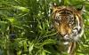 Harimau Masuk Kebun Karet, Warga Banyuasin Sumsel Ketakutan 