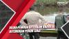 Jasad Pemuda Diterkam Buaya Ditemukan Penuh Luka Gigitan di Sungai Pulang Pisau
