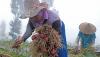 Panen Perdana Bawang Merah di Food Estate Lereng Gunung Sindoro - Bagian 3