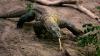 6 Hewan Langka Asli Indonesia Terancam Punah, Ada Komodo hingga Orangutan
