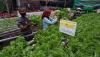 Panen Sayur Selada di Lahan Hidroponik, Dijual Rp4.000 per Ikat - Bagian 1