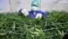 Wah, Warga Thailand Bakal Diperbolehkan Tanam Ganja di Rumah