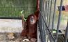 Orangutan Disita dari Rumah Bupati Langkat Infeksi Gusi, Direhab di Sibolangit