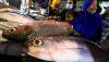 Berburu Ikan Bandeng Besar Jelang Tahun Baru Imlek - Bagian 3