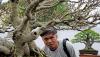 Deretan Bonsai Cantik Dipamerkan di Jambi - Bagian 2