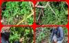Polisi Temukan Tanaman Ganja di Kebun Warga OKU 