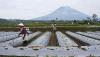 Guru Besar Unnes Sebut Program KUR Pertanian Bisa Kurangi Beban Petani