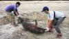 Warga Aceh Jaya Temukan Lumba-Lumba Panjang 2,2 Meter Mati