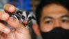 Peternak Budi Daya Sugar Glider Bergenetika Unik, Harga Rp25 Juta per Ekor - Bagian 2