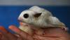 Peternak Budi Daya Sugar Glider Bergenetika Unik, Harga Rp25 Juta per Ekor - Bagian 1