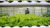 Permintaan Sayuran Hidroponik Meningkat Selama Pandemi - Bagian 1