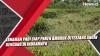 Video Tanaman Padi Siap Panen Ambruk Diterjang Angin Kencang di Indramayu