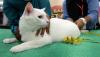 Melihat Tingkah Lucu Kucing Ikut Kontes - Bagian 2