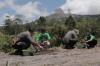 Sleman Galakkan Tanam Kopi di Lereng Merapi
