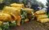 Harga Pupuk dan Racun Hama Naik, Petani di Pagaralam Menjerit