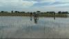 Terdampak Proyek Tol, Ratusan Hektare Lahan Pertanian di Demak Rusak Terendam Air