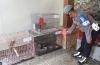 Tak Miliki izin, Pengelola Minizoo di Sleman Ditangkap Polisi Pelihara Satwa Langka