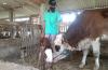 Sapi Aneh Lahir di Kulonprogo, Hidungnya Bercabang 2 dengan 4 Lubang