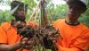 Desa Wisata Ini Produksi 5 Ton Jahe Sekali Panen - Bagian 1