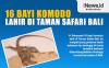 Pertama Kalinya 16 Bayi Komodo Lahir di Taman Safari Bali, Begini Penampakannya