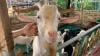 Pesona Satwa Farm Wisata Edukasi di Cipatat KBB seperti di Film Kartun Shaun The Sheep