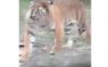 Viral Harimau Kelilingi Rumah Warga di Riau, Penghuni Gemetaran Rekam Video