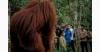 Cerita Seru Sandiaga Uno Bertemu Orang Utan saat Singgah ke Bukit Lawang Langkat