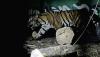 Momen Penyelamatan Harimau Sumatera Korban Konflik di Jambi - Bagian 3
