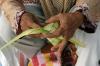 Penjualan Ketupat di Pasar Karangayu Semarang Naik Jelang Lebaran  - Bagian 4