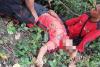Jatuh Saat Evakuasi Pohon Tumbang, Relawan Bencana di Bantul Meninggal