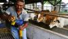 Cegah Penyakit Mulut dan Kuku, Sapi Ternak di Malang Minum Jamu Tradisional - Bagian 2