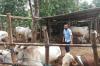  Tak Menular ke Manusia, Warga Bantul Diminta Tak Panik Terkait Wabah PMK