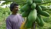 Senyum Petani Magelang Panen Pepaya California