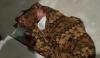 Bayi Dibuang di Pangkalan Bun Hasil Hubungan Gelap, Lahir dalam Kamar Kos