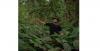 Profil dan Biodata Andrew Kalaweit, Dijuluki Tarzan Indonesia yang Tinggal di Hutan Kalimantan