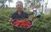 Harga Cabai Merah Melambung, Petani Pesisir Kulonprogo Untung Besar