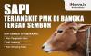 Infografis Sapi terjangkit PMK di Bangka Tengah Sembuh