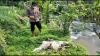 Mengerikan, 97 Bangkai Kambing yang Dibuang di Sungai Serang Semarang Positif PMK