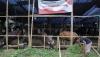 Sapi Dimusnahkan karena Penyakit Mulut dan Kuku, Pemerintah Ganti Rp10 Juta - Bagian 1